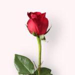 Rosy’s Event Concierge